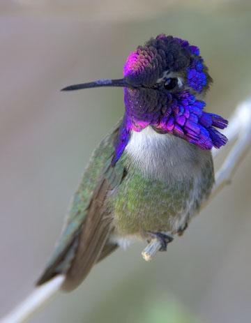 Wild Birds Unlimited on With These Brilliant Hummingbird Feeders From Wild Birds Unlimited